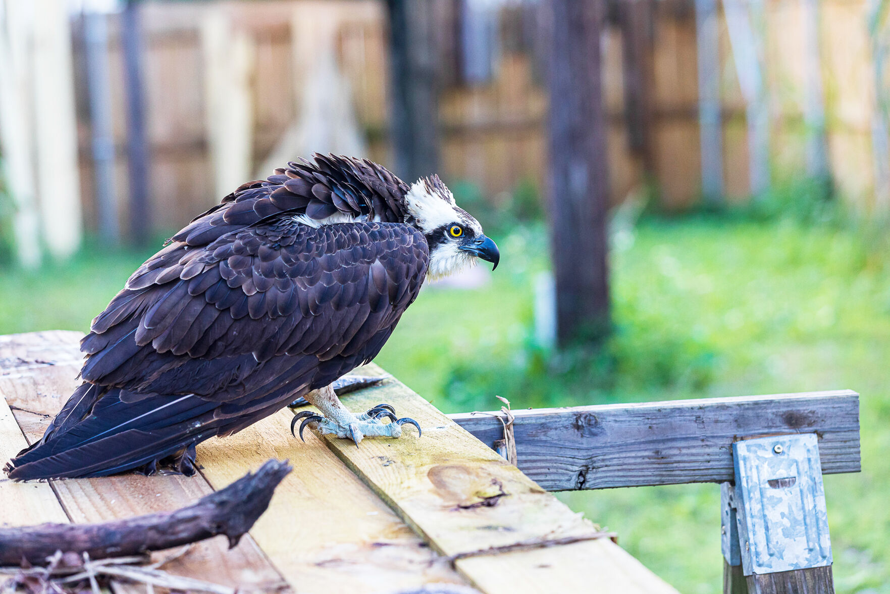 An osprey with suspected botulism poisoning perches in the flight cage.